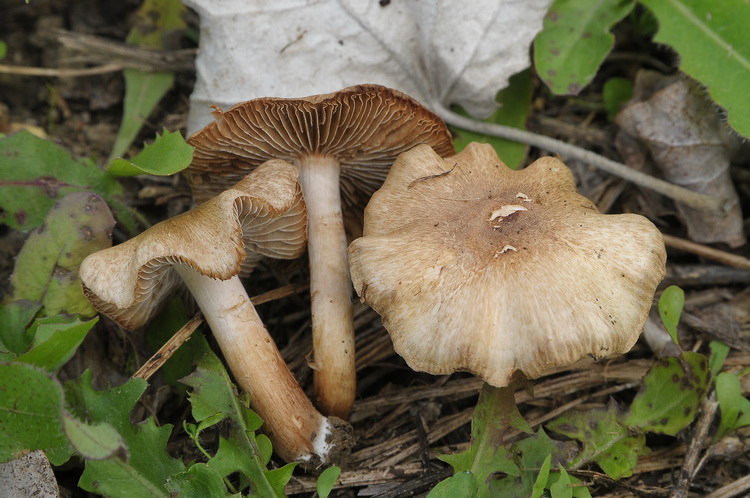 Inocybe sp.